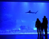 Atlantis Aquarium, primer acuario interactivo de Europa inspirado en el cambio climático