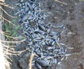Huermur denuncia la aparición de peces muertos en la acequia mayor de Barreras