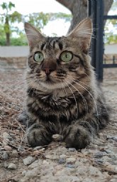 Demascotas insiste en evitar el uso de pirotecnia en Navidad por el efecto de sus ruidos en los animales