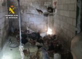La Guardia Civil descubre un ncleo zoolgico clandestino y con carencias de bienestar animal en una vivienda en Lorca