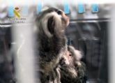La Guardia Civil intercepta la venta de dos ejemplares de mono titi en Murcia