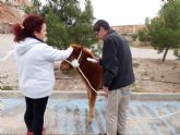 Un pony abandonado en las inmediaciones de Los Pilones encuentra un hogar