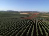 La Cátedra AgritechMU divulga los beneficios del cultivo supertintensivo de olivar en seto