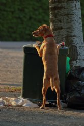 Recogida de animales por policas locales