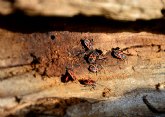 El escarabajo de la madera, un nuevo enemigo en vivienda, según Ecoplagas