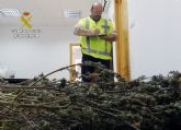 La Guardia Civil sorprende a un grupo delictivo sustrayendo una plantación de marihuana en una vivienda de Murcia