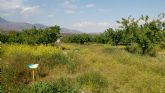 Constituyen un laboratorio 'vivo' para comprobar los beneficios de los polinizadores en los campos de almendros