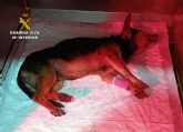La Guardia Civil investiga a dos personas en Torre Pacheco por delito de maltrato animal