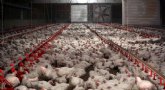 Equalia muestra el innecesario sufrimiento de los pollos convencionales de crecimiento rpido en granjas españolas