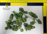 La Guardia Civil desmantela una plantacin de marihuana tipo indoor en un domicilio de la pedana murciana de Cabezo de Torres