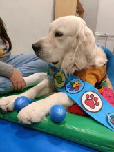 Purina impulsa talleres asistidos con perros en el CPEE Infanta Elena de Madrid para promover el bienestar emocional y la inclusión