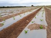 ACBD expondr sus avances sobre acolchados biodegradables en FAME INNOVA