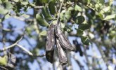 Estas son las propiedades de la algarroba, un ‘superalimento’ que vive su segunda juventud