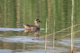 Liberadas 20 cercetas pardillas que permanecían en el jaulón de aclimatación en las lagunas Las Moreras de Mazarrón