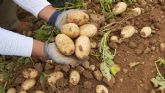 El sector de la patata murciana afronta la peor crisis de la última década
