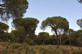 La ingenier�a forestal reivindica su papel clave en la protecci�n del medio ambiente ante el inicio de la campa&ntilde;a de incendios