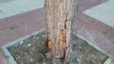 Ahora Murcia denuncia los daños causados a árboles durante obras en las aceras