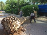 Comienzan los trabajos de reposicin de las palmeras del Paseo afectadas por picudo