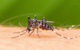 Recomiendan evitar ac�mulos de agua para impedir focos de cr�a del mosquito tigre