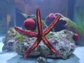 El Museo de la Ciencia y el Agua invita a descubrir el Mar Menor con nuevos acuarios y talleres sobre tortugas marinas