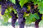 Grape Connect reúne a líderes de la industria de la uva de mesa de todo el mundo
