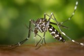 Sanidad ampla los medios para combatir la proliferacin de mosquitos tras la DANA