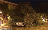 Cae un árbol sobre un coche frente a Cafetería Lolas