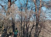 La Guardia Civil esclarece siete incendios forestales atribuidos a cinco menores de edad