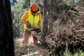 Las brigadas forestales inician la campaña de trabajos preventivos contra incendios forestales en los bosques de la Regin