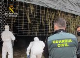 La Guardia Civil desmantela en Jumilla un cultivo de marihuana con más de 3.500 plantas