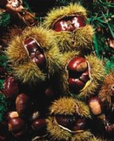 Rutas de otoño entre castañares: un viaje en autocaravana por la España ms dorada (mgica)