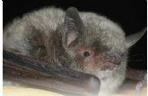 Alhama capital de la conservación de los murciélagos
