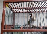 La Guardia Civil investiga a un vecino de San Pedro del Pinatar por la tenencia irregular de aves fringílidas