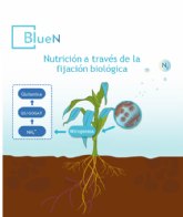Con BlueN de Symborg los cultivos pueden tomar del aire el 60% del Nitrgeno que necesitan