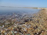 Greenpeace se persona como acusación popular para buscar culpables en el ecocidio del Mar Menor