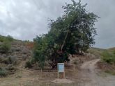 El Ayuntamiento de Lorca procede al vallado de dos ejemplares de árboles monumentales  en Zarcilla de Ramos y Morata