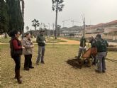 Continúan los trabajos de plantación de arbolado en distintos puntos de la localidad