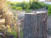 Ahora Murcia denuncia ante la Guardia Civil la tala de olmos protegidos en la acequia mayor alquibla