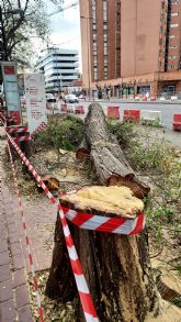 El PP exige la paralizacin inmediata de la tala irregular de rboles en Murcia