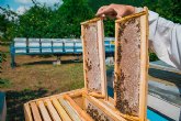 El Gobierno regional incrementa un 30 por ciento la prima de las ayudas a la apicultura para reforzar la biodiversidad