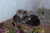 La Mesa de Bienestar Animal de la Ciudad de Cartagena aprueba la implantacin de un proyecto de control de la poblacin felina en dicha ciudad