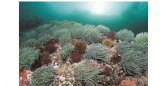 Mitma trabaja para garantizar el mantenimiento y la recuperación de los ecosistemas marinos