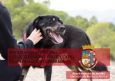 Entra en vigor la nueva ordenanza municipal sobre tenencia y protección de animales de compañía