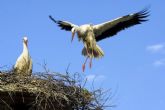 Murcia acoge el nacimiento de tres cigeñas