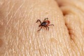 Medias preventivas ante picaduras de garrapatas y cmo actuar