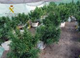 La Guardia Civil desmantela dos plantaciones de marihuana en Zarcilla de Ramos-Lorca