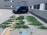 La Polica Local lleva a cabo varias actuaciones que permiten sancionar a una persona por el cultivo ilcito de drogas y a otras dos por la venta y compra de tabaco de contrabando