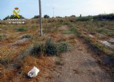 La Guardia Civil investiga a un vecino de guilas por la captura ilegal de aves fringlidas