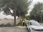 El Ayuntamiento de Molina de Segura continúa con los trabajos de mantenimiento de la arboleda de la Avenida Virgen de las Mercedes en la pedanía de Los Valientes