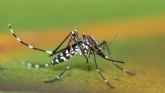 Atencin: fumigacin contra los mosquitos en las zonas verdes del casco urbano